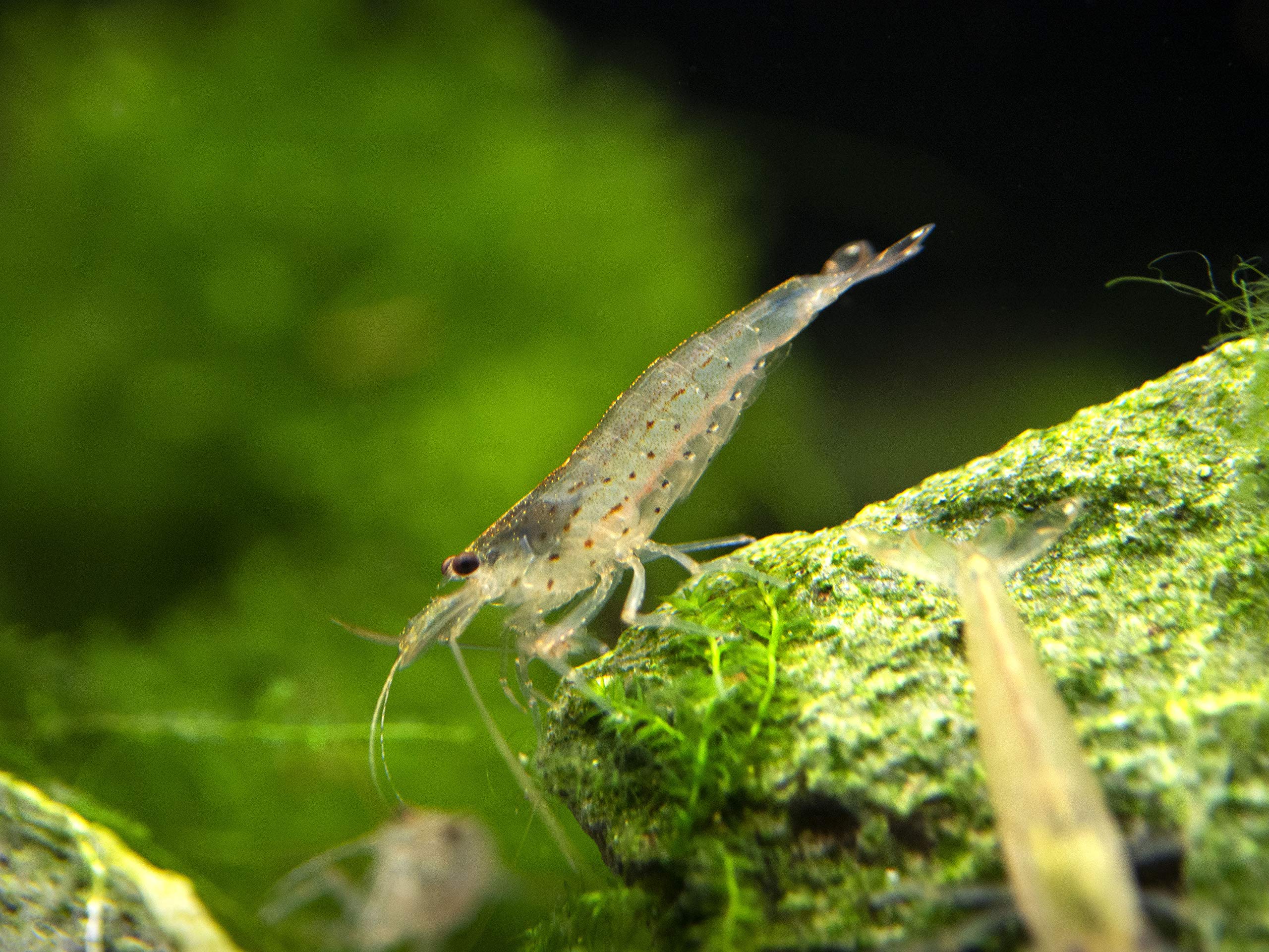 Aquatic Arts 5 Amano Shrimp Live Freshwater Aquarium Algae Cleaner