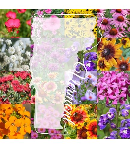 cheap potted plants Popular Houseplant 6-pack: Easy Plant Variety Pack – Cute & Unique Plants main image 1