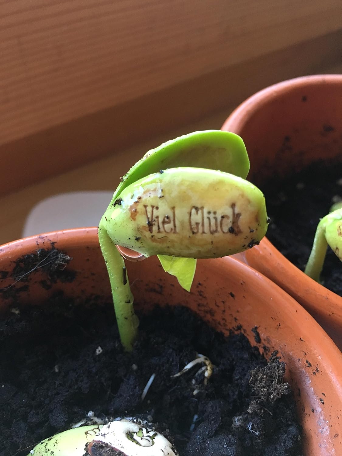 5er Set Magische Bohnen Pflanzen Geschenk Mit Deutscher Nachricht Miniatur Mit Statement Symbol Mama Papa Freunde Valentinstag Liebe Gluck Indoor Plantage Garten 5x Danke Amazon De Garten