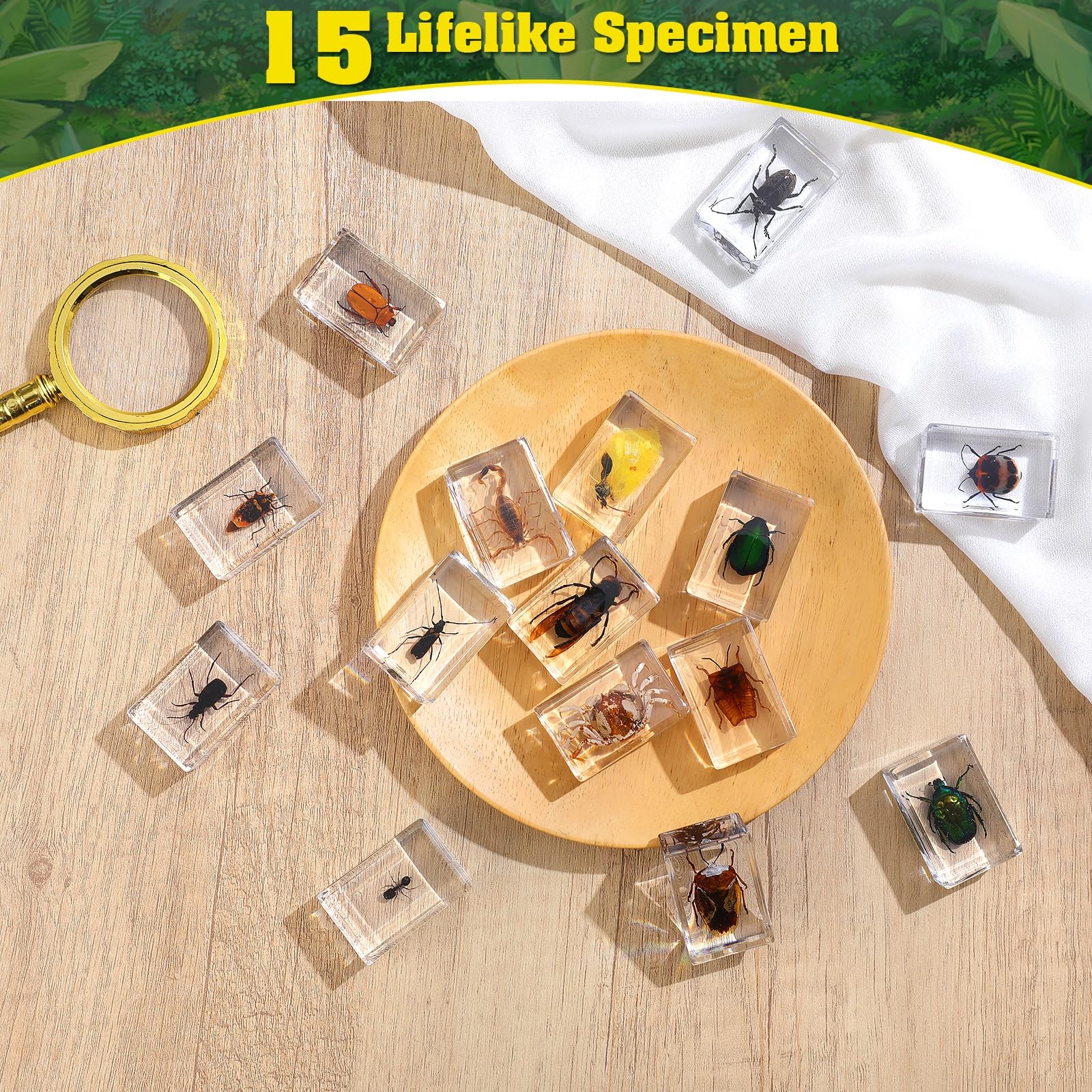 Mua 15 insect specimens,Real Specimens of Various Butterflies and ...