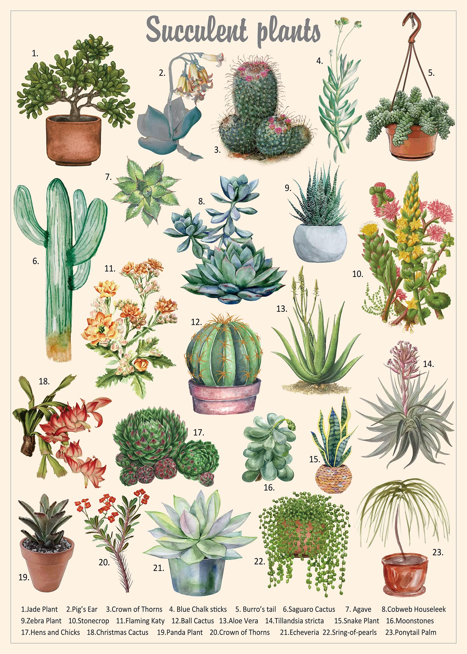 Photo 1 of Vintage Succulent Puzzles for Adults 1000 Pieces, House Plants Puzzle Nature Featuring 23 Succulent Plants, Cactus Jigsaw Puzzle Botanical
