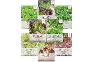 Seed Needs, Lettuce Seeds Variety Pack (Lettuce Lovers Collection) Iceberg, Red Romaine, Parris Island COS, Lollo Rosso, Ruby Red, Oakleaf, Black Seeded Simpson & Prizehead