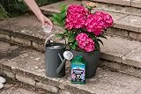 Westland Hydrangea High Performance Liquid Plant Food 1 Litre view 4
