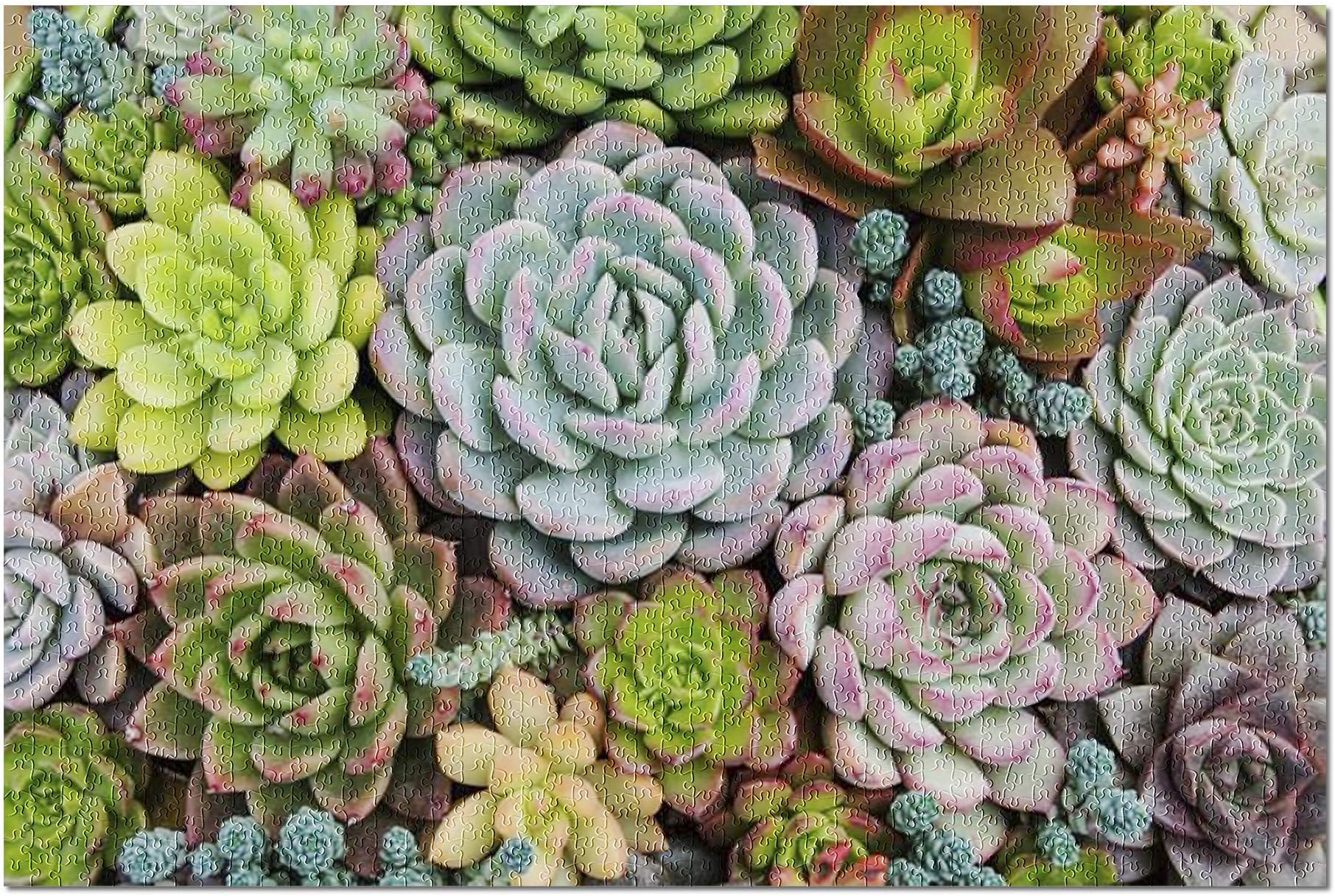 ugongchengyouxi Arrangement of Many Colorful Succulents in a Planter Viewed from Above A-9014222 29.5 * 19.7 Inch 1000 Piece Jigsaw Puzzle