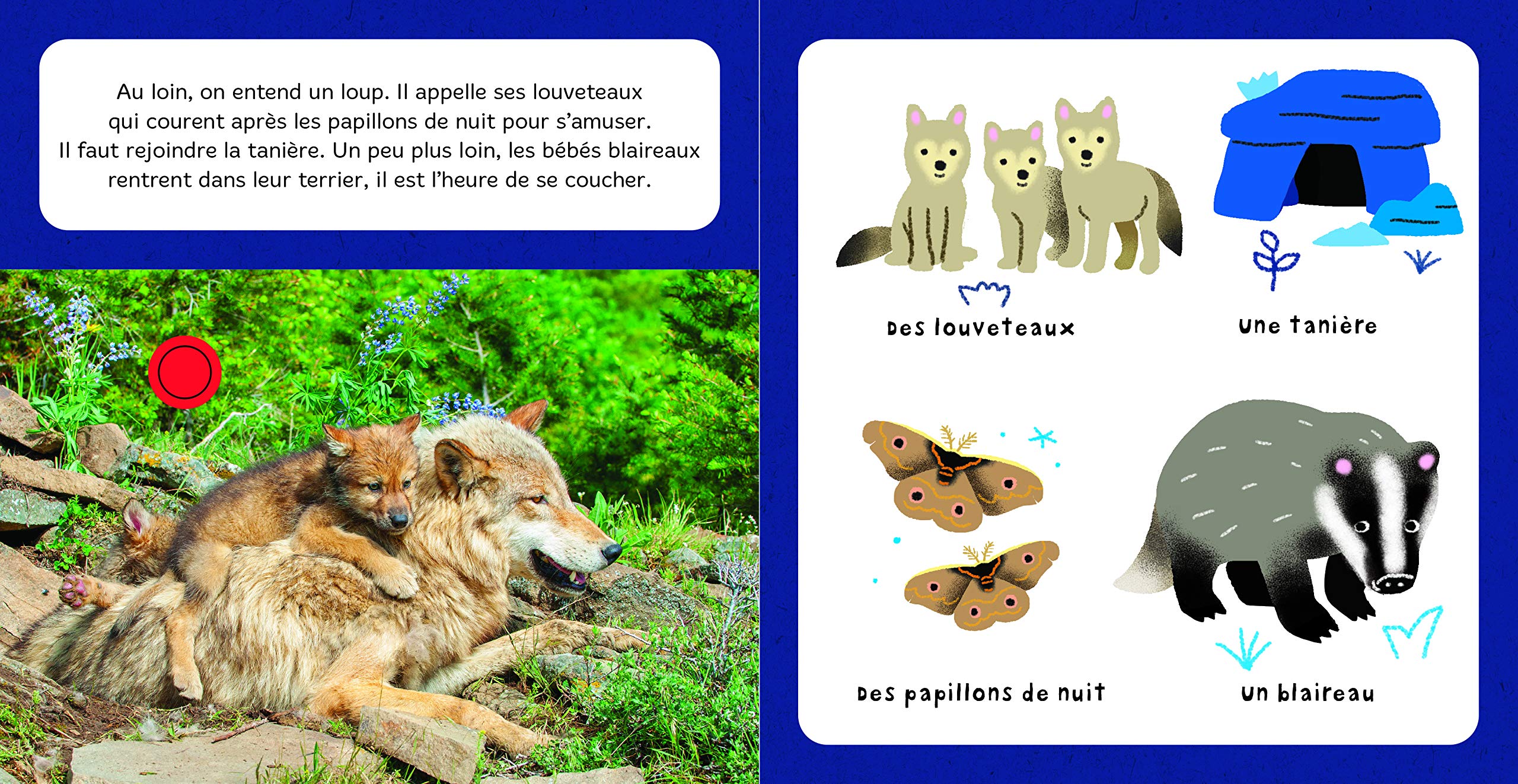 Amazon Fr Mes Bebes Animaux Dans La Nuit Livre Sonore National Geographic Mullenheim Sophie Luthringer Melisande Livres