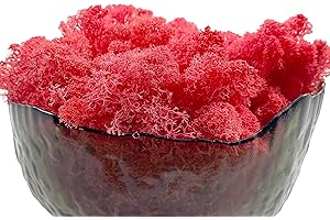 GUSALOO Moss Preserved Moss for Potted Plants Natural Fresh Green Reindeer Moss for Craft Arts Floral Wall Decor Decor Wedding Centerpieces Garden Artificial Terrariums Decoration for Christmas-Purple Red