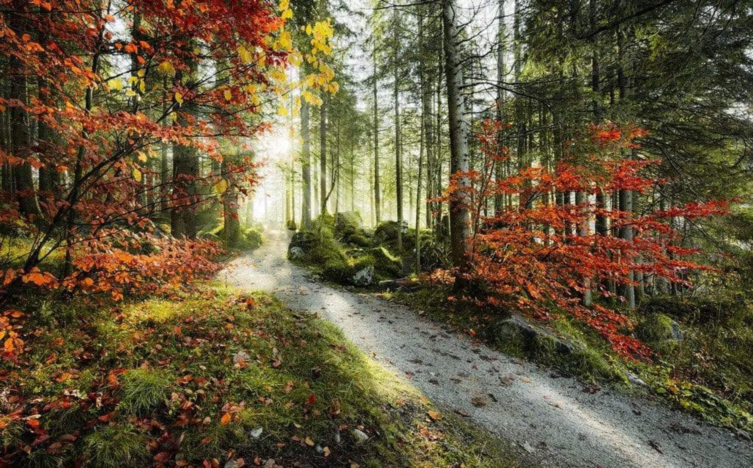 Komar SHX9-031 Non-Woven Photo Wallpaper with Fire Design XXL Decoration Nature Landscape Bedroom Living Room Office Hallway 450 x 280 cm Wide x Height Multi-Coloured