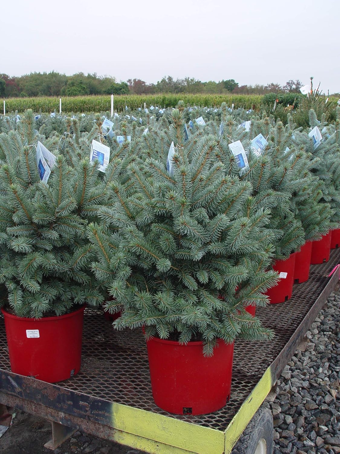 Picea Pungens Baby Blue Baby Blue Blue Spruce Evergreen 3 Size Container Amazon Ca Everything Else