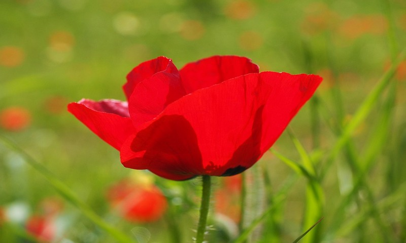 Kishori - //medicalbooks.filipinodoctors.org