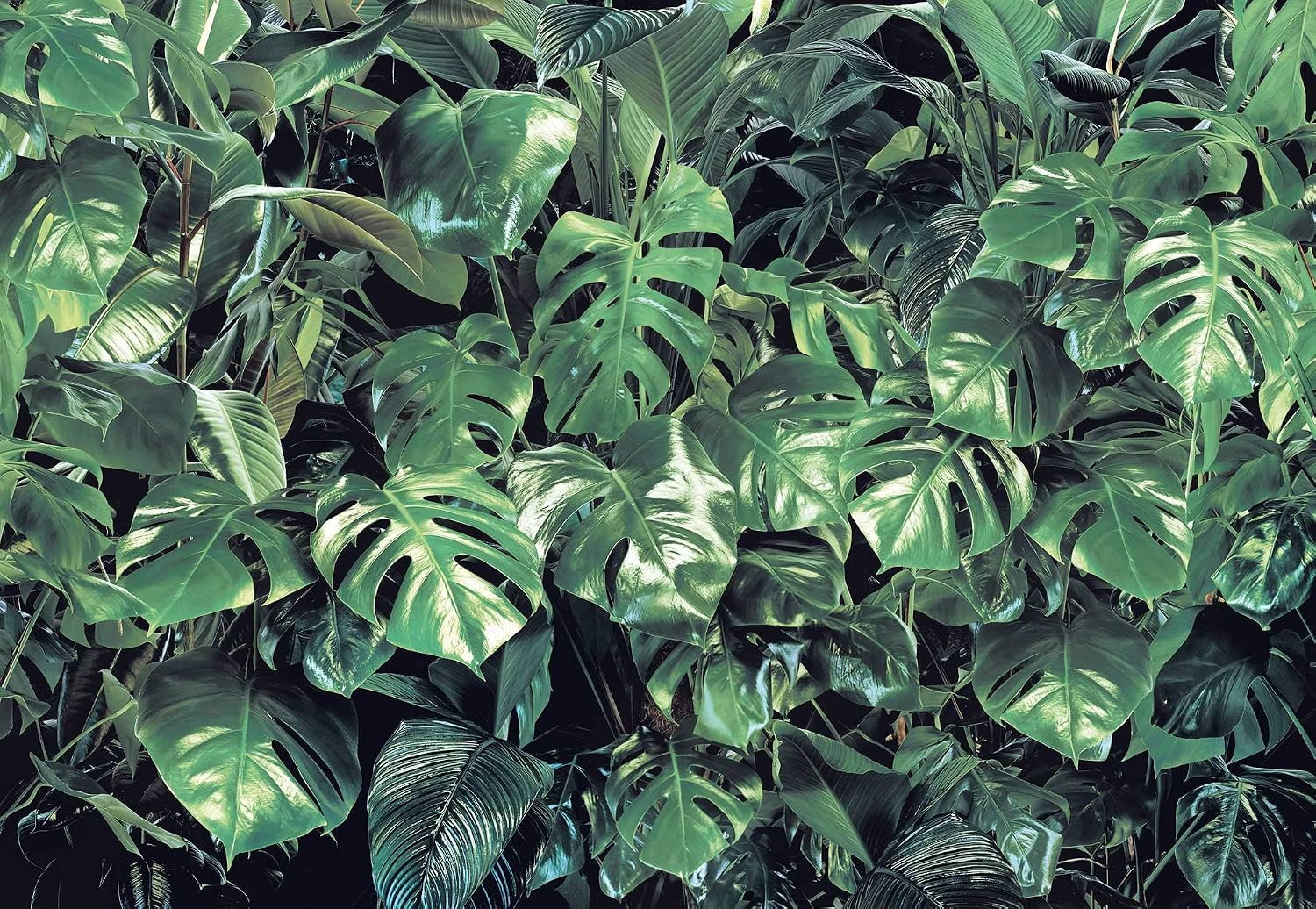 Komar Photo Wallpaper Verdure in Rainforest Design, Green, 368 x 254 cm - Image 3