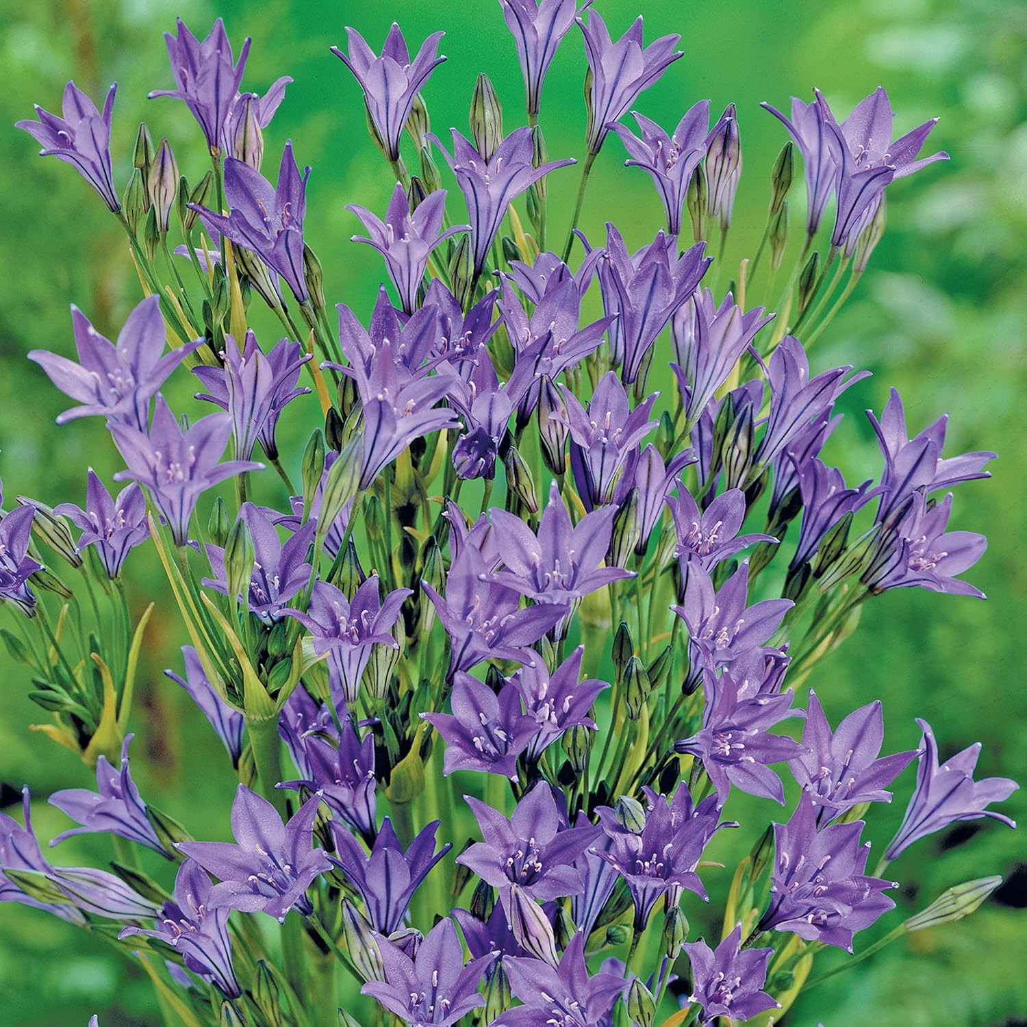 100 Brodiaea Top Quality Autumn and Early Spring Planting Flowering