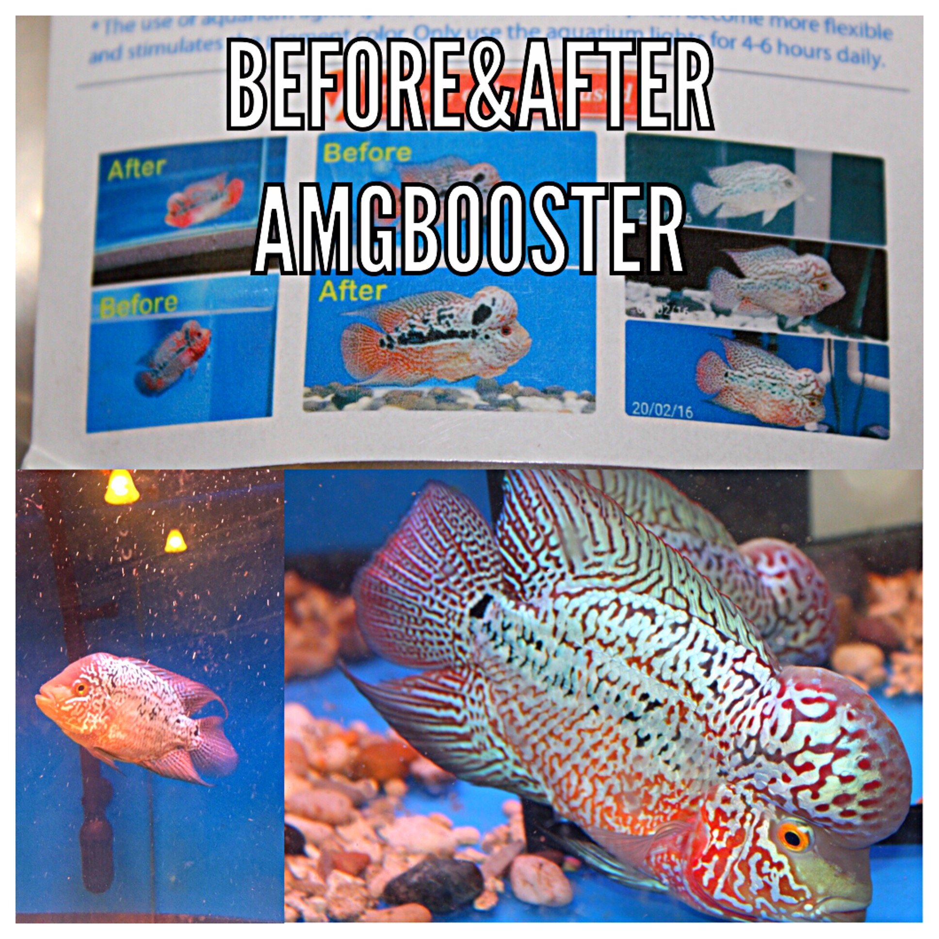 AMGBOOSTER FLOWERHORN Food (Medium) Buy Online in UAE. Pet Supplies