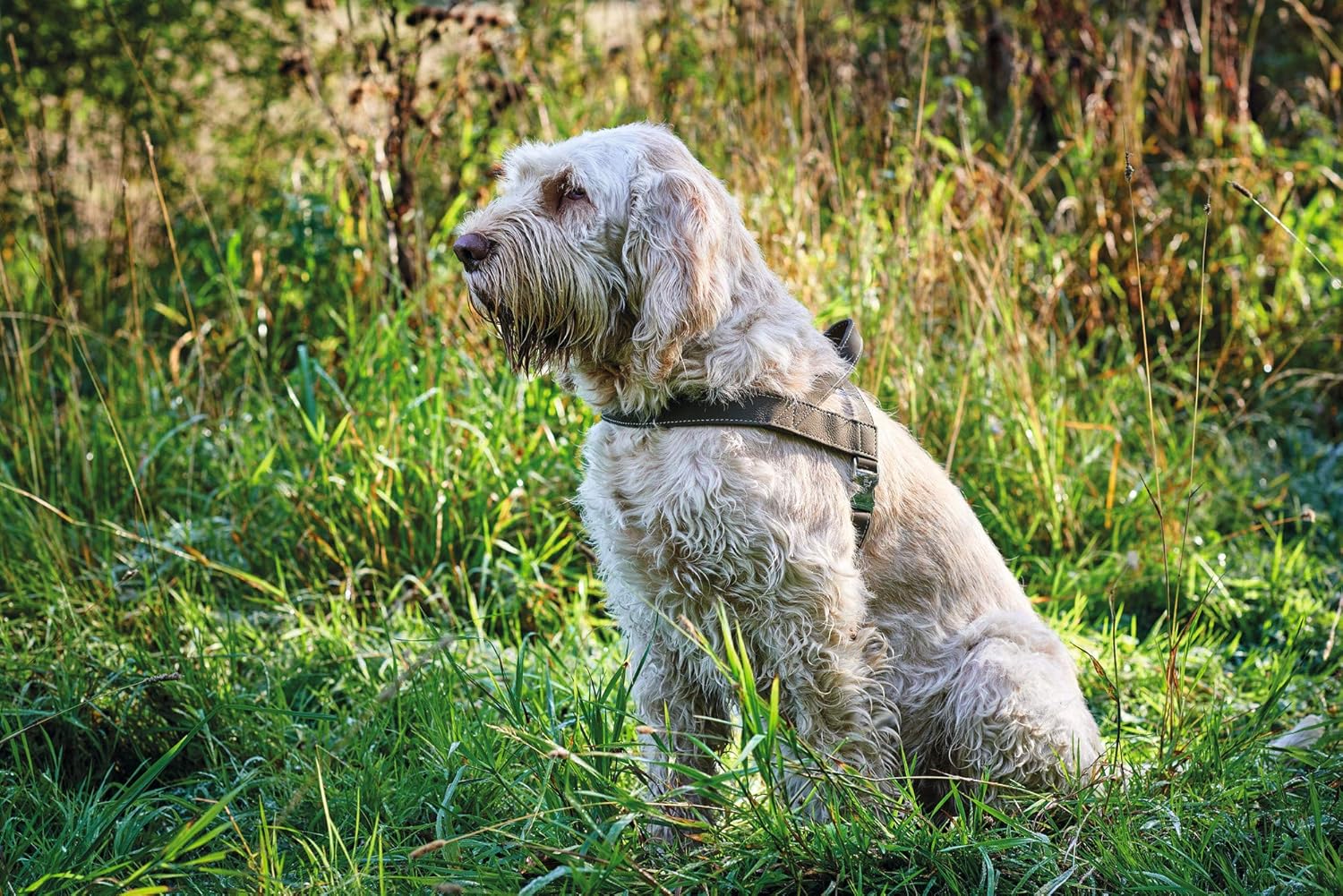 Hunter Norwegian harness for Dogs Hunting 45 x 58-79 cm, Black - Image 3