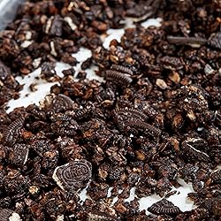 OREO Chocolate Sandwich Cookies Medium Cookie
