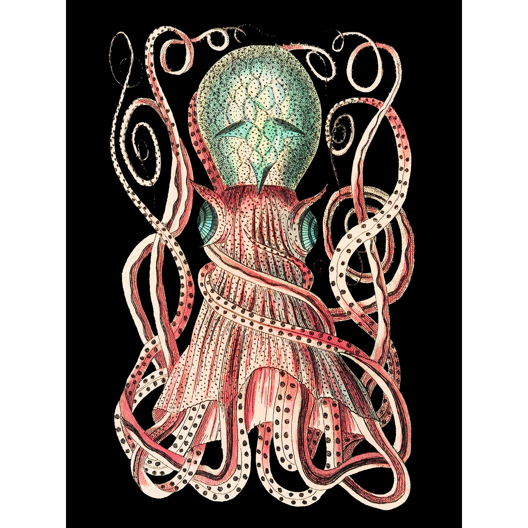 Wee Blue Coo Granulated Cuttle Octopus Black Large Wall Art Print Canvas Premium Poster