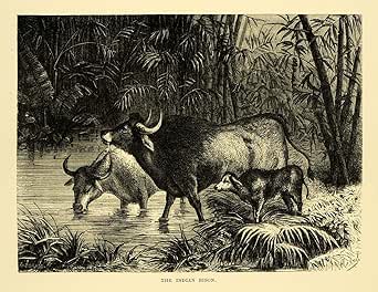 Amazon.com: 1878 Wood Engraving Indian Bison Gaur Animal Mammal India