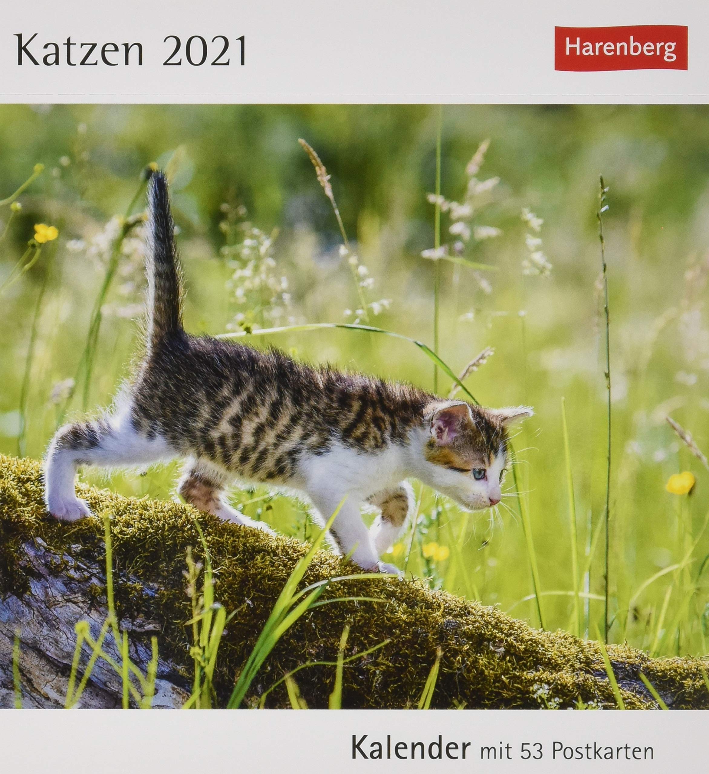 Katzen 2021 Kalender Mit 53 Postkarten Amazon Co Uk Harenberg Books