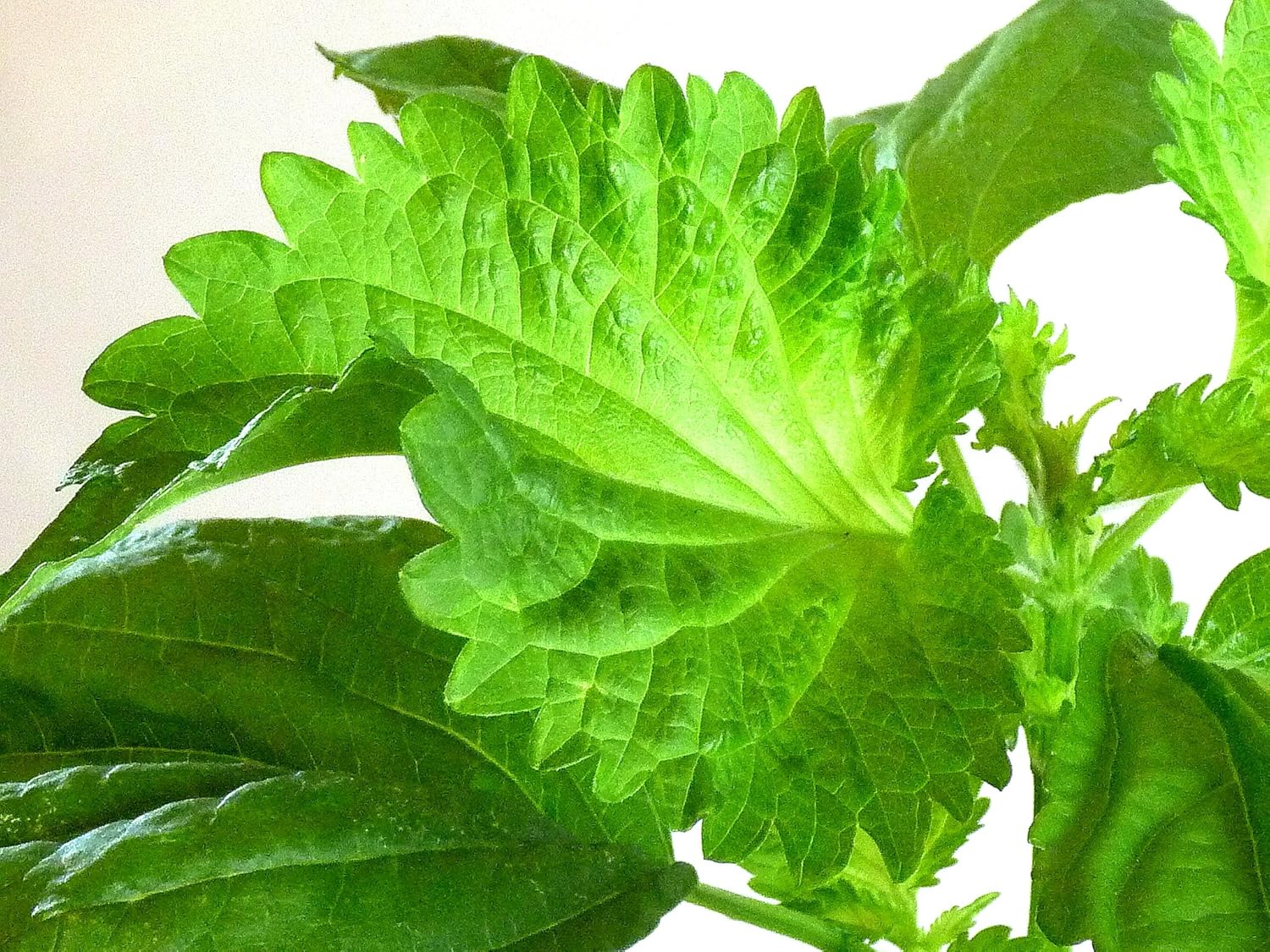 Amazon 家庭用 ハーブの水耕栽培キット 大葉 青シソ 不織布カバー付き 栽培キット オンライン通販