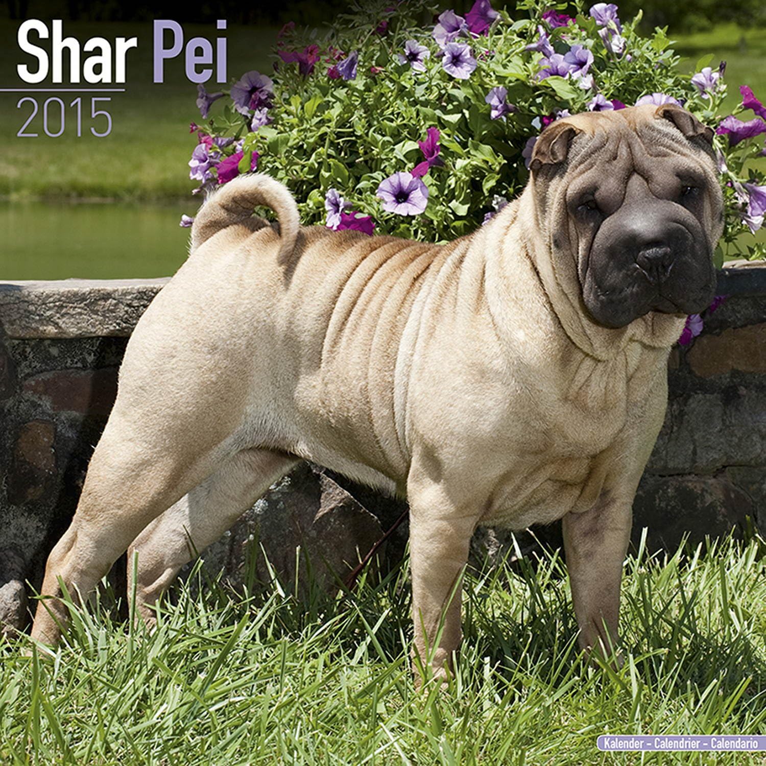 Shar Pei Calendar Breed Specific Shar Pei Calendar 2015 Wall Calendars Dog Calendars Monthly Wall Calendar By Avonside Megacalendars 9781782082354 Amazon Com Books