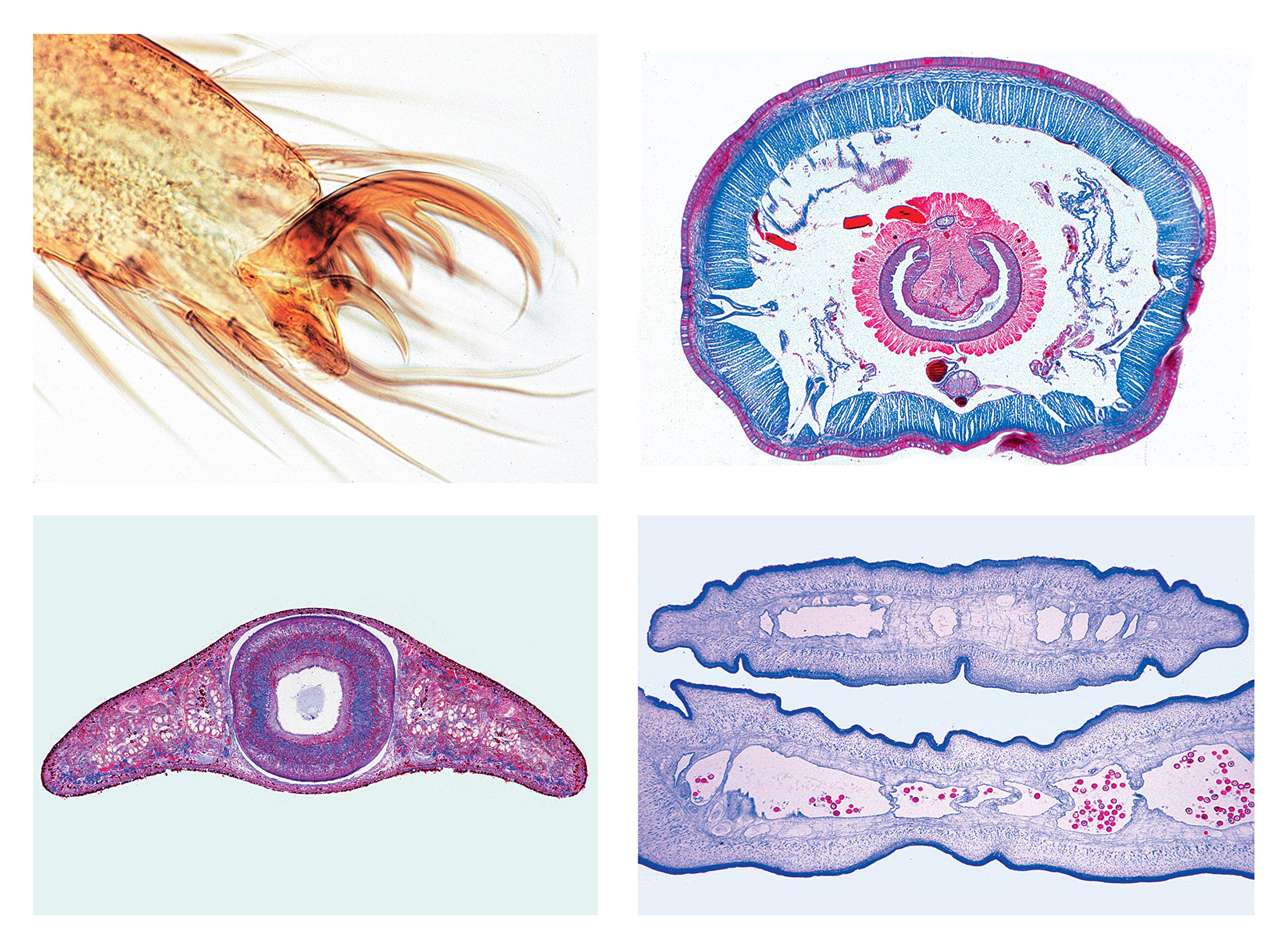 3B Scientific Biology Microscopy Micropräparate Series_ Central Nervous System