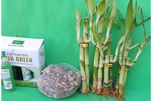JM BAMBOO Lucky Bamboo Set Decoration River Rock and Super Green Plant Food