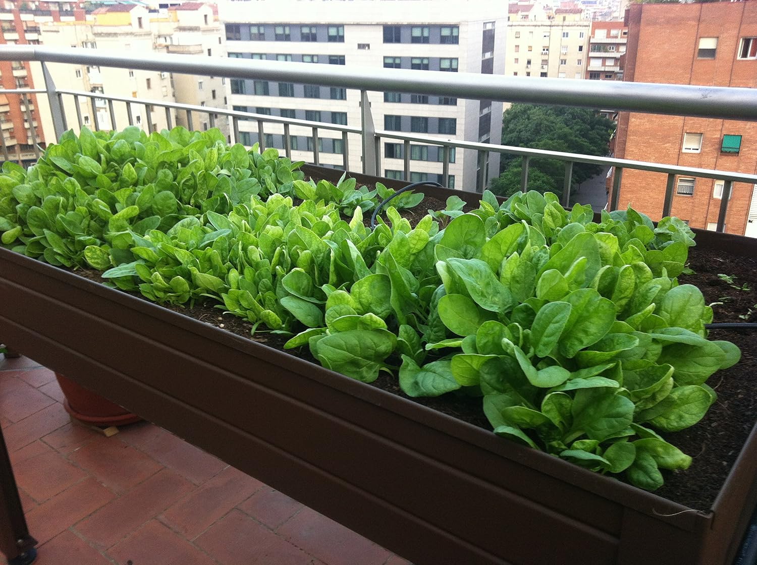 MESA DE CULTIVO Lacada marrón. Medidas: Largo 150cm x Ancho 50cm x ...
