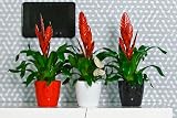 B2C Flowerpot Round Plastic Pot Ecru 18 cm Crystal Modern Decor view 7