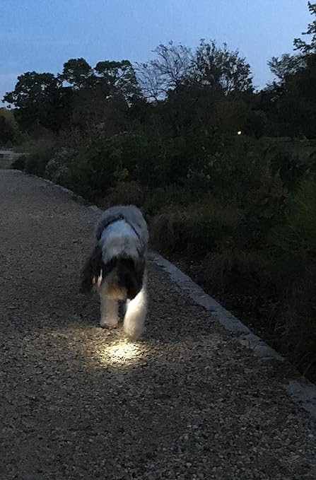 light blue dog harness