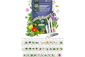 Seedphony 35 Medicinal & Tea Herb Seeds Variety Pack - 16,285+ Non-GMO Heirloom Herbs Seeds for Planting Indoor & Outdoor: Lavender, Rosemary, Echinacea, Mint, Catnip, Basil - Gardening Seed Packets