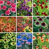 Mixrug Echinacea Coneflower Seeds for Planting, 300+pcs Rare Perennial Hardy Double Echinacea Cone Flower Seeds Plants, Non-GMO Heirloom Hummingbirds Open Pollinated Flowers for Home Garden Outdoors