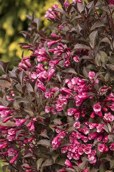 Buy Fine Wine Weigela Perennial Shrub Pink Blooms Proven Winners Online At Low Prices In India Amazon In