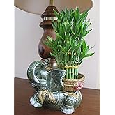 Jumbo Size Elephant Ceramic Vase with 3 Tier 4" 6" 8" Quality Lucky Bamboo Plant