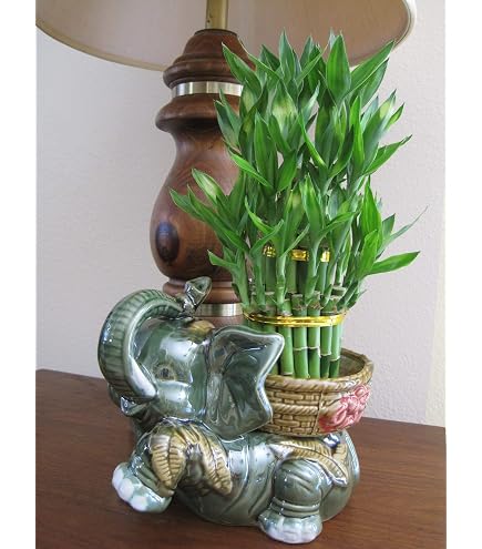 Let's Grow Your Lucky Bamboo Like a Pro - Voice of Plant