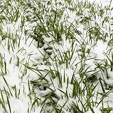 Mountain Valley Seed Co No-Till Winter Rye Cover Crop Seeds - 5 Lb | ~90,000 Seeds - Non-GMO , Cold-hardy, heirloom Fall or spring sow