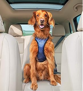 kurgo rover booster seat