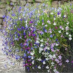 Seed Needs, Cascade Mixture Lobelia Seeds - 5,000