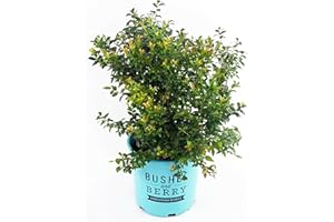 GREEN PROMISE FARMS Bushel and Berry™ - Vaccinium cor. Blueberry Glaze (Blueberry) Edible-Shrub, , #2 - Size Container