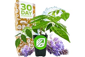 Wisteria Live Plant Vine - Wisteria frutescens (Amethyst Falls/American Wisteria) - Wellspring Gardens Starter Plant - Hardy, Fast-Growing, Fragrant Purple Blooms, Ideal for Trellises