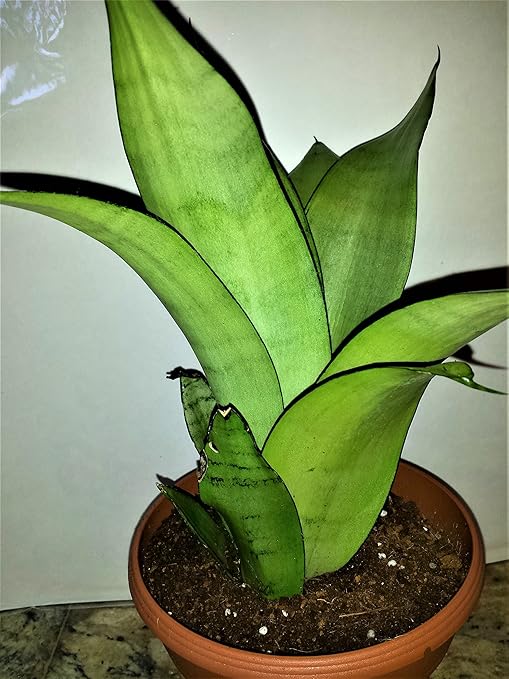 New Soft Green Moonshine Sansevieria Snake