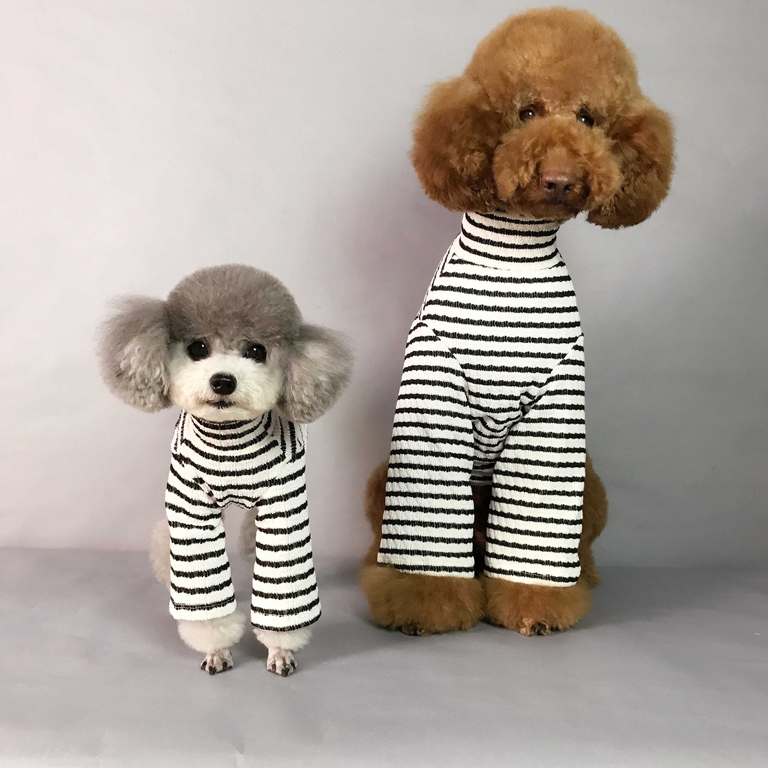 bichon frise clothes