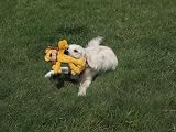Petface Lion Plush Dog Toy - Lion Rope Body Puppy Toy for Dogs view 5