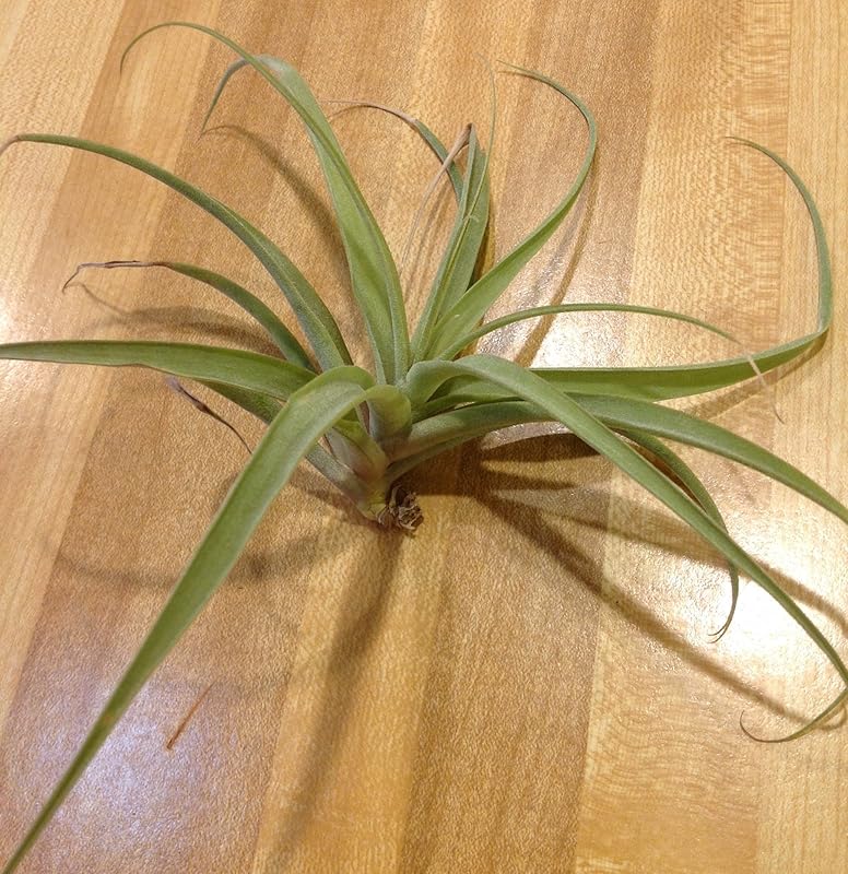 Large Tillandsia Air Plant. Care instructions
