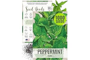 Seed Needs Peppermint Seeds for Planting - Non-GMO, Heirloom & Untreated - Medicinal/Culinary Herb to Plant a Home Grown Indoor or Outdoor Garden (1 Pack)