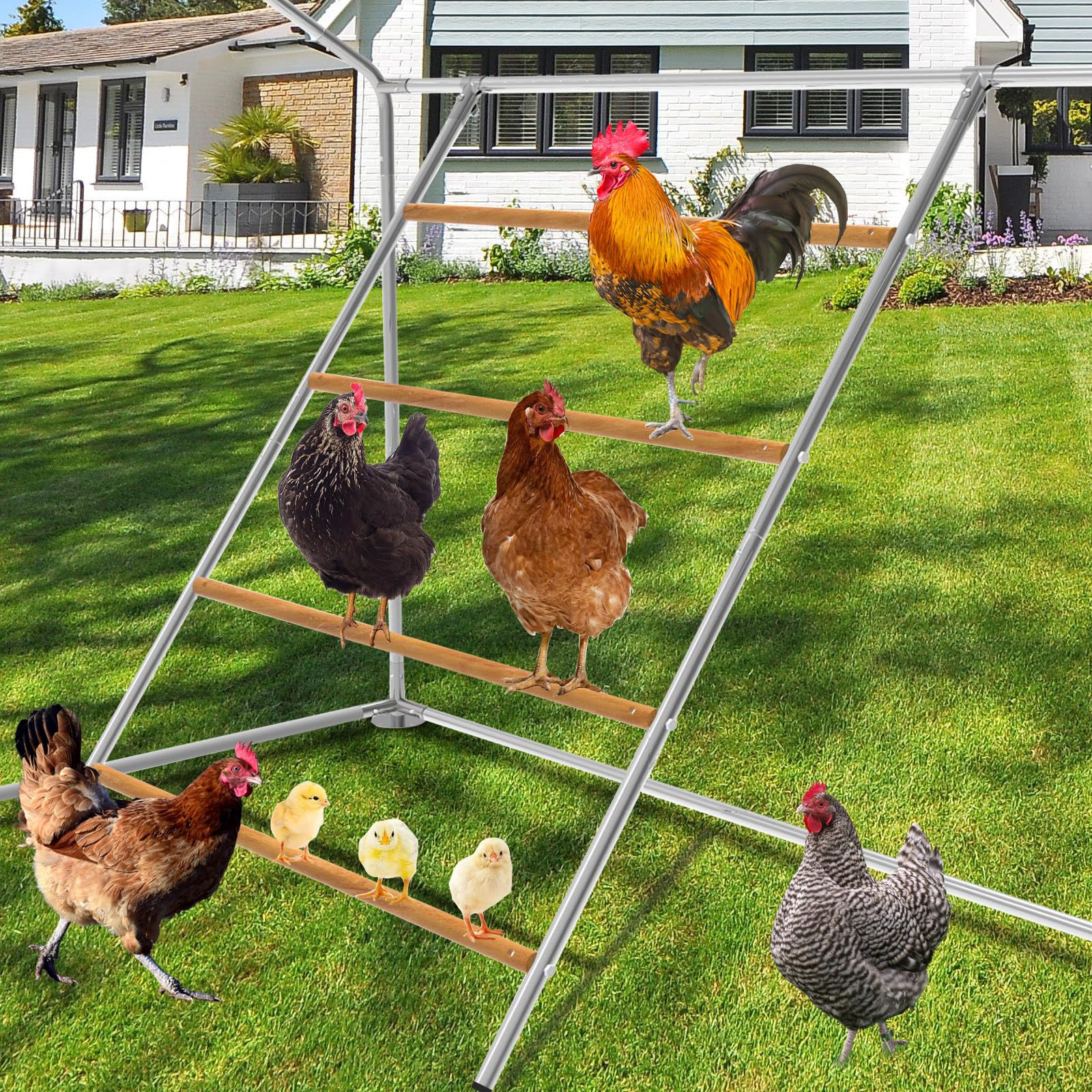 Photo 1 of Chicken Perch,55''L x 41''W Large Chicken Roost,Sturdy Chicken Roosting Bars for Backyard Poultry,Large Chicken Perch for Coop,Roosting Bars for Chickens in Coop