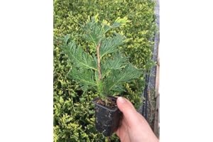10 Thuja Green Giant Arborvitae 8-12" tall trees