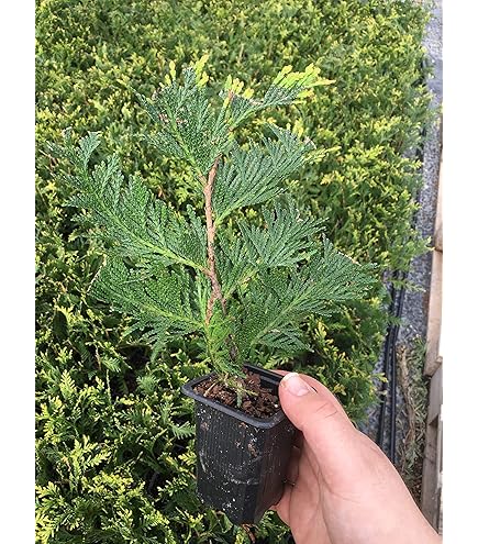 Amazon.com : 25 Thuja Green Giant Arborvitae 8-14" Tall Trees : Tree Plants  : Patio, Lawn & Garden