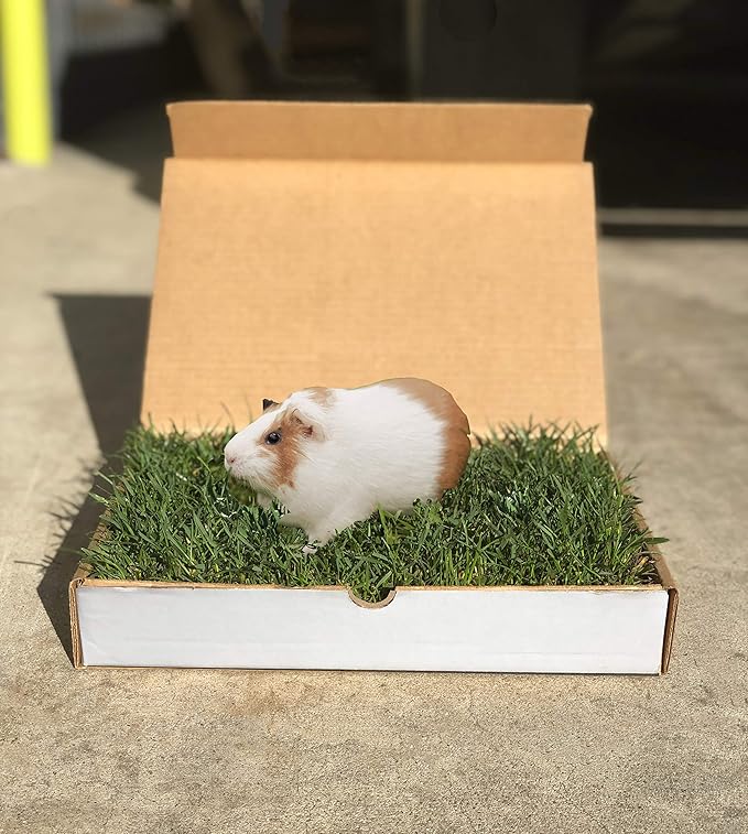 best grass for guinea pigs