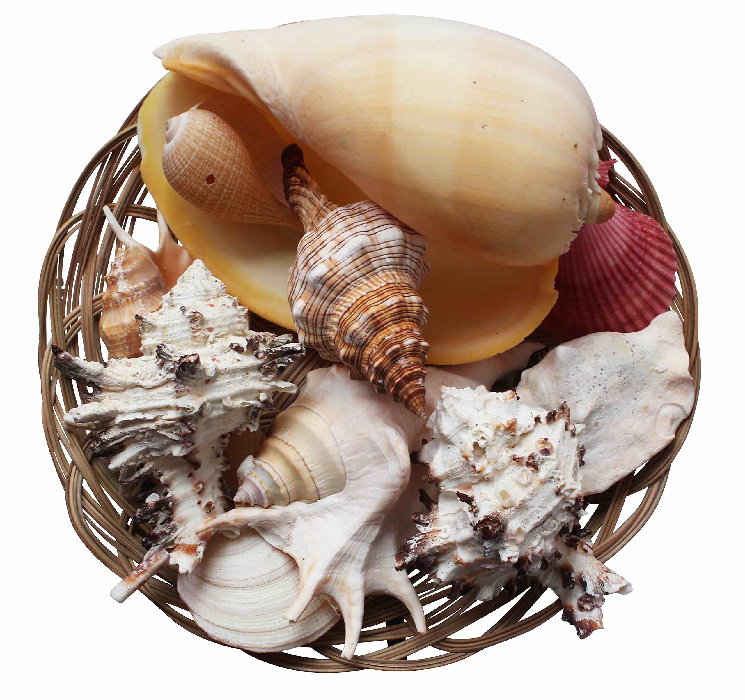 homeshop3000 Large Shells Fruits of the Sea Jumbo Pack in a Wicker Basket 10” (25cm)