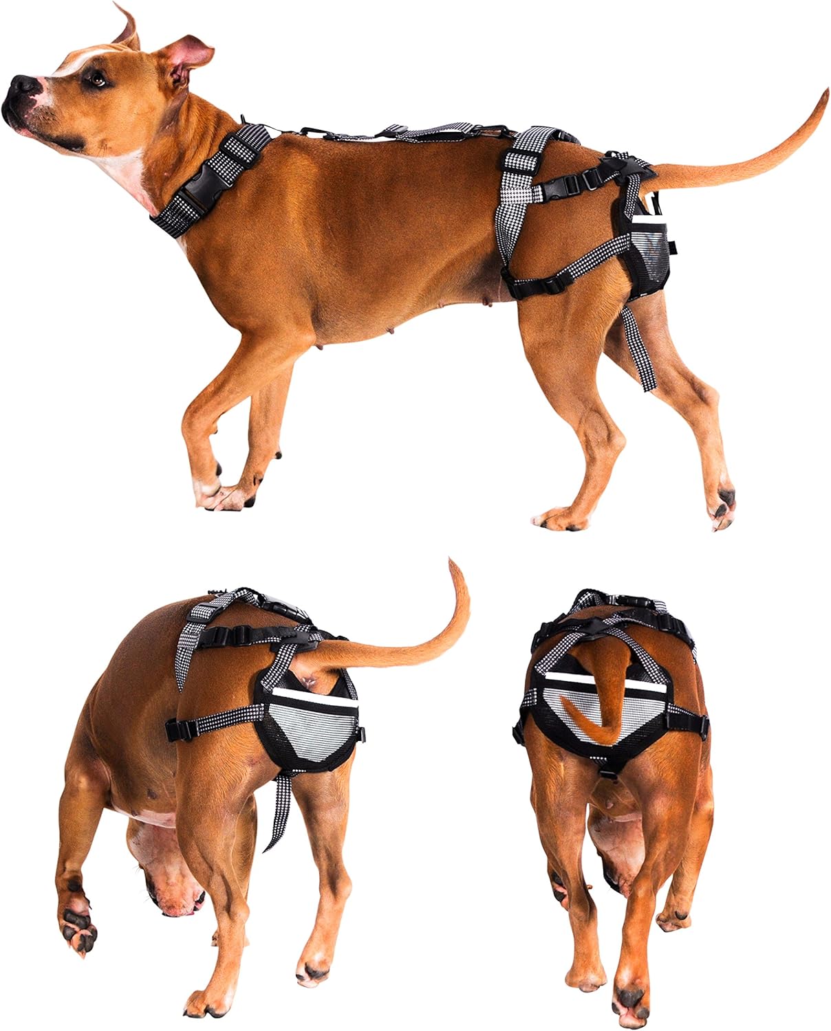 chihuahua that looks like a fox