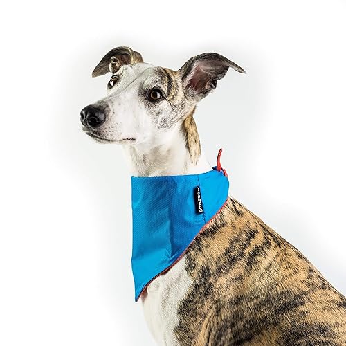 greyhound bandana
